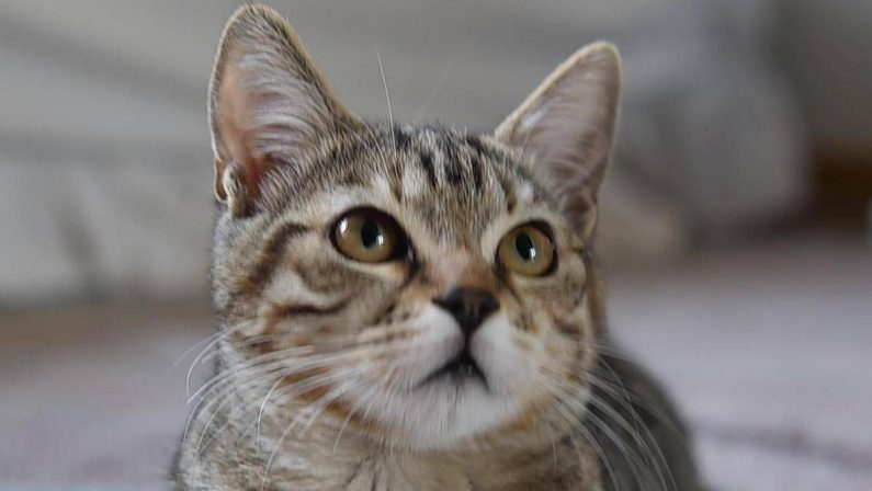 Gatto scompare per 10 anni, poi si presenta… al compleanno della padrona