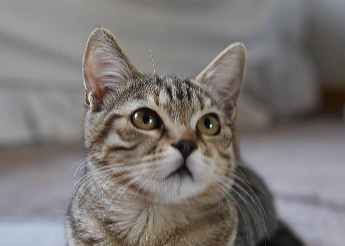 https://www.quotidianodelsud.it/wp-content/uploads/2026/08/gattodomestico-fg.jpeg