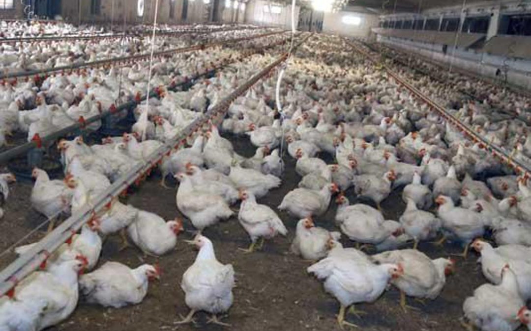 Meglio il pollo con pelle bianca o gialla? L’allevatore sfata un falso mito