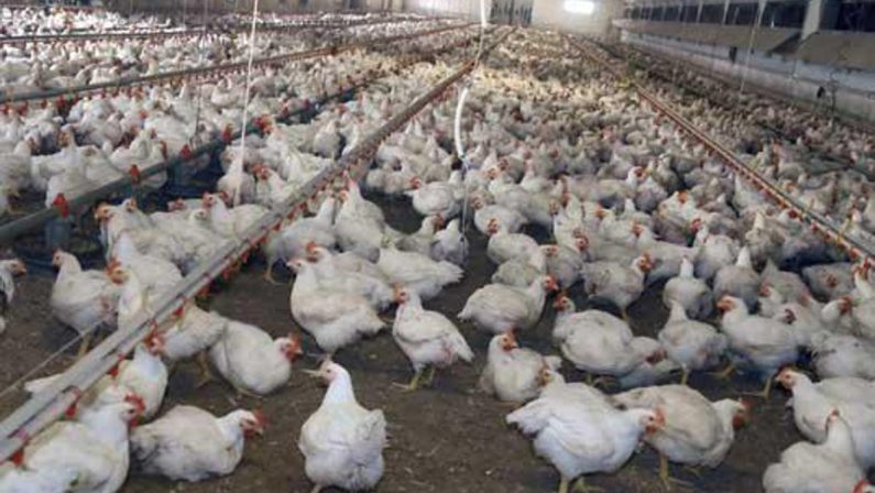 Meglio il pollo con pelle bianca o gialla? L’allevatore sfata un falso mito