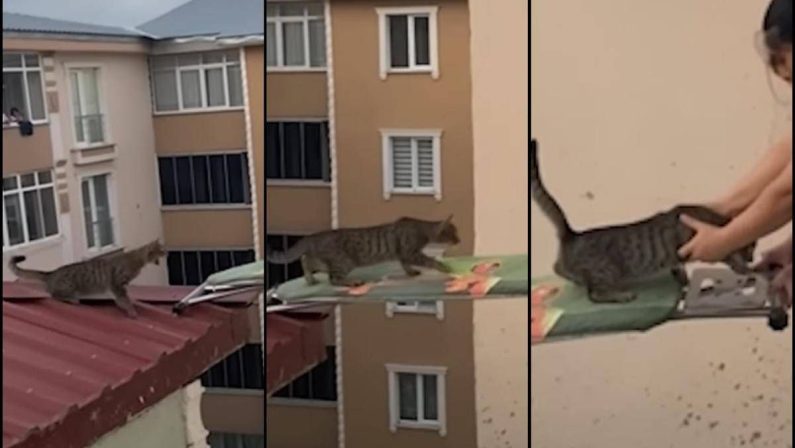 Gatto in pericolo su un tetto, il ‘salvataggio’ con… un’asse da stiro