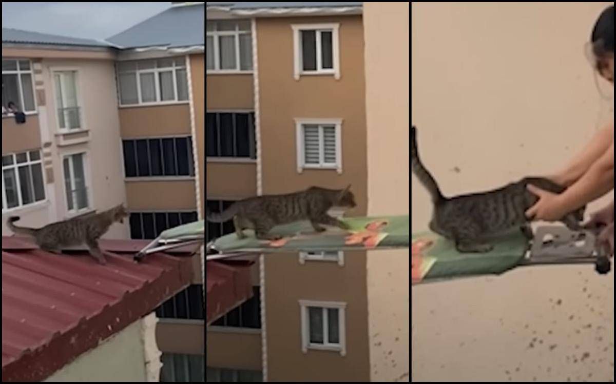 https://www.quotidianodelsud.it/wp-content/uploads/2026/08/il-gatto-salvato-con-un-asse-da-stiro.jpeg