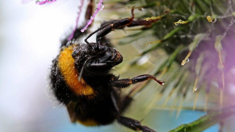 Morto dopo la puntura di un calabrone, cosa fare subito: cosa dice l’allergologa