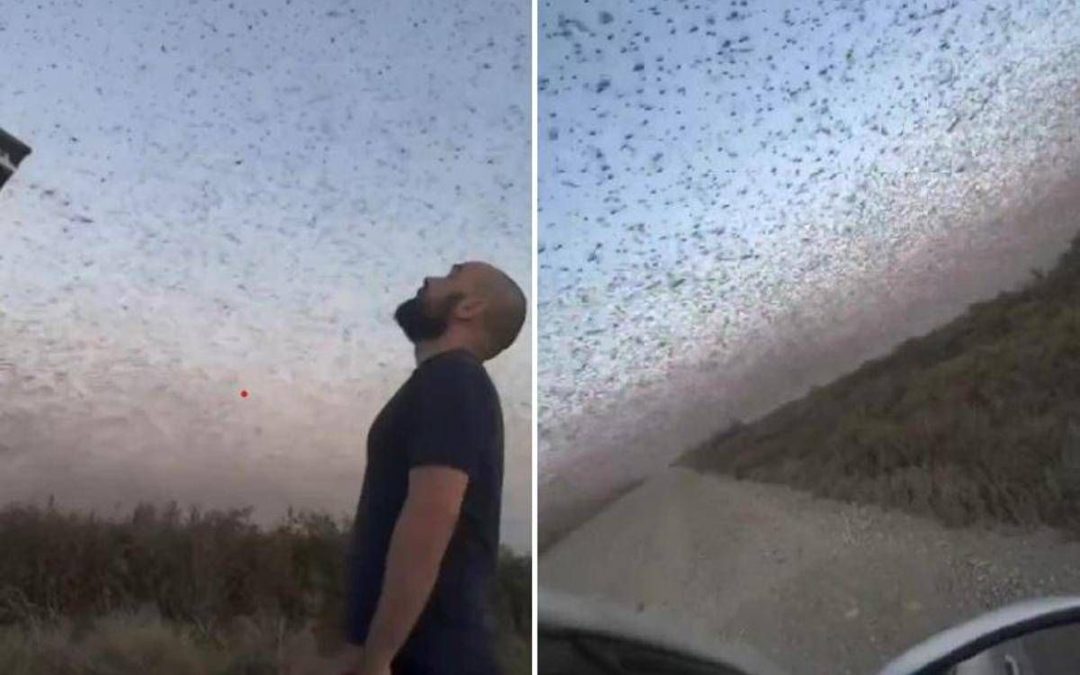 Invasione record di locuste, milioni di insetti oscurano il cielo. E il web grida alla ‘piaga biblica’