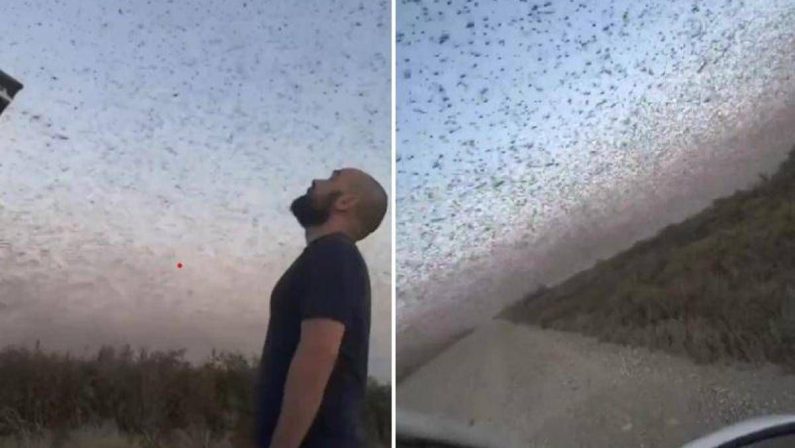 Invasione record di locuste, milioni di insetti oscurano il cielo. E il web grida alla ‘piaga biblica’
