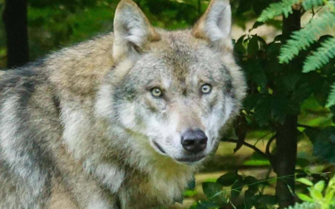 Bambini azzannati a Noicattaro, nuovi avvistamenti del lupo: scatta la caccia anche con i droni