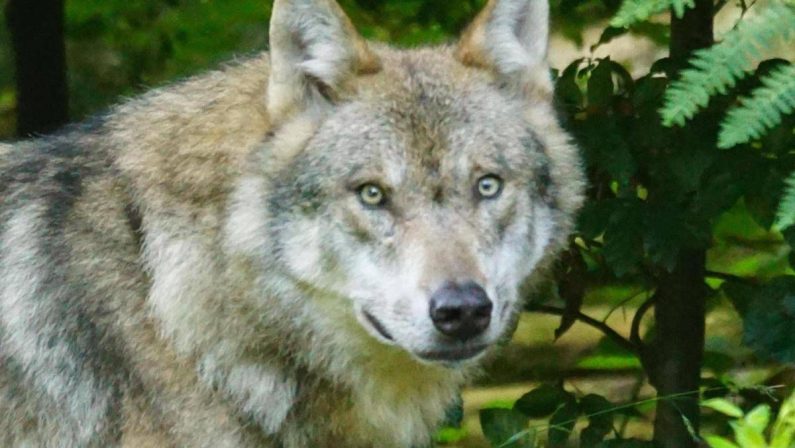Bambini azzannati a Noicattaro, nuovi avvistamenti del lupo: scatta la caccia anche con i droni