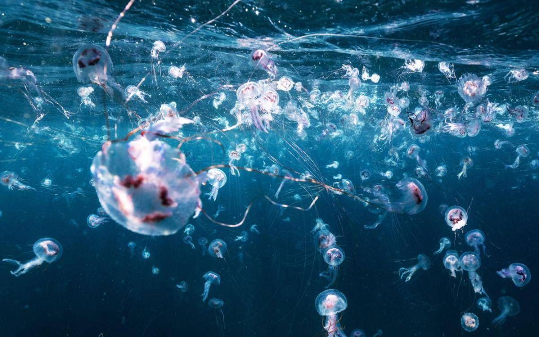 Bimbi in vacanza tra caldo record e punture di zecche e meduse, i consigli dell’esperta: “Ecco quando andare in ospedale”