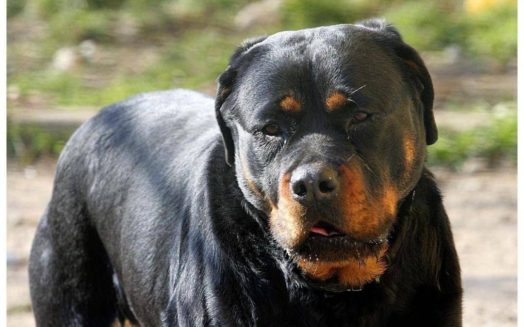 Uomo azzannato in campagna da due rottweiler, muore 72enne: tragedia a Lecce