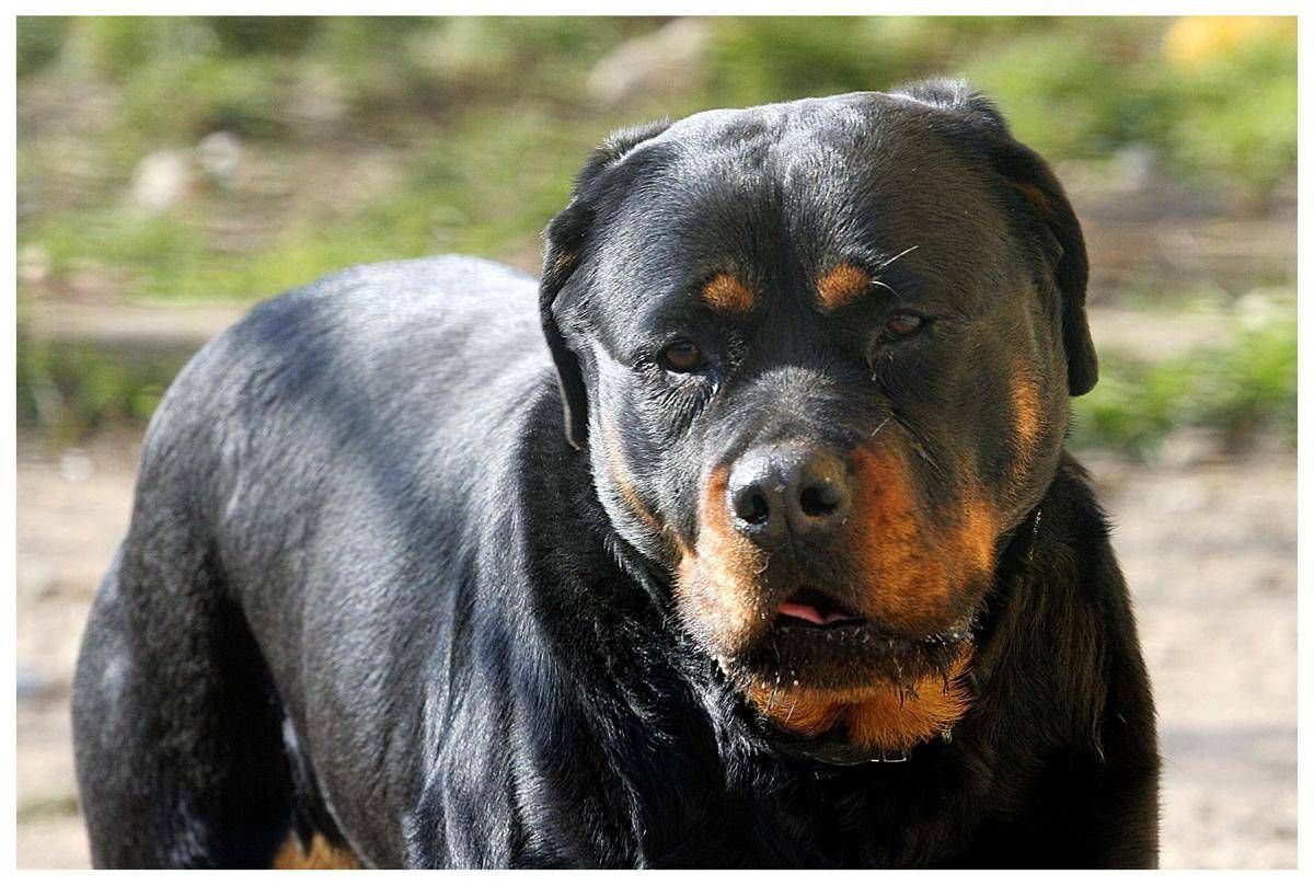 https://www.quotidianodelsud.it/wp-content/uploads/2026/08/milano-canile-cani-pitbull.jpeg