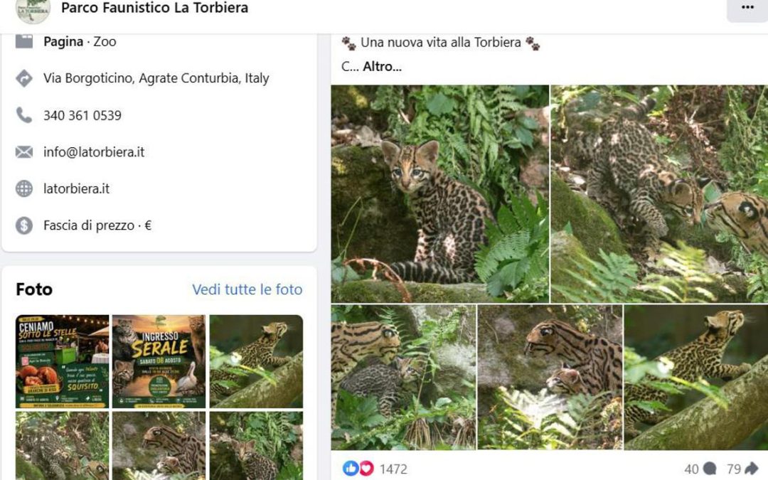 Cucciolo di ocelot al Parco Faunistico La Torbiera, il lieto evento vola sul web