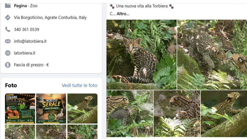 Cucciolo di ocelot al Parco Faunistico La Torbiera, il lieto evento vola sul web