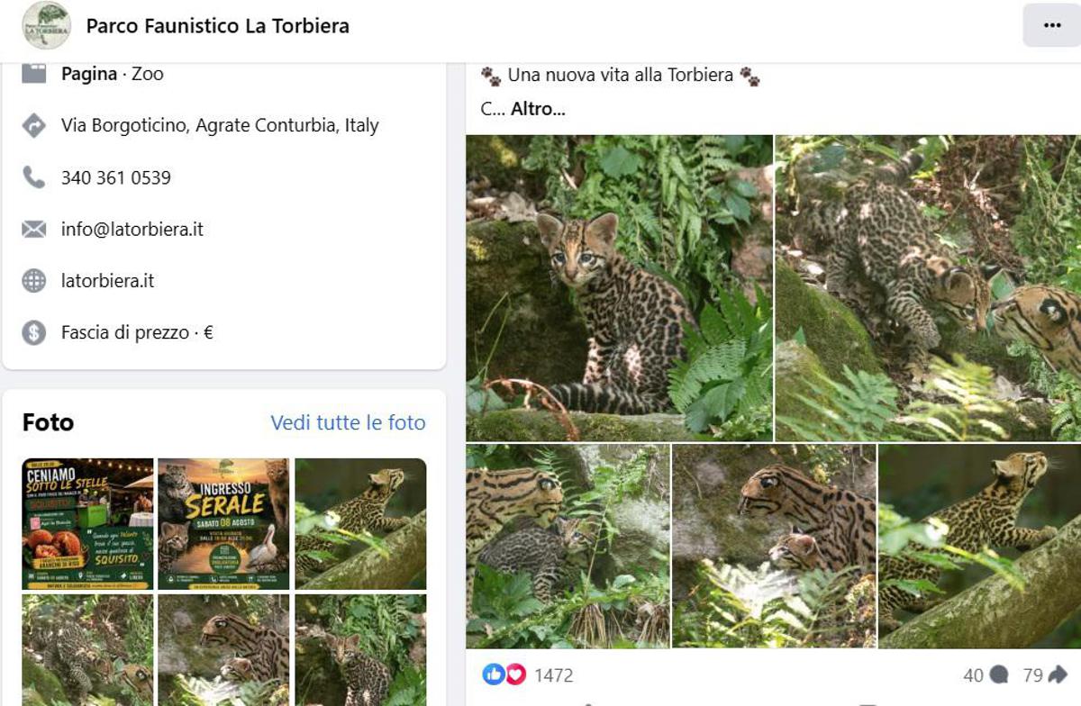 https://www.quotidianodelsud.it/wp-content/uploads/2026/08/ocelot-fb-torbiera.jpeg