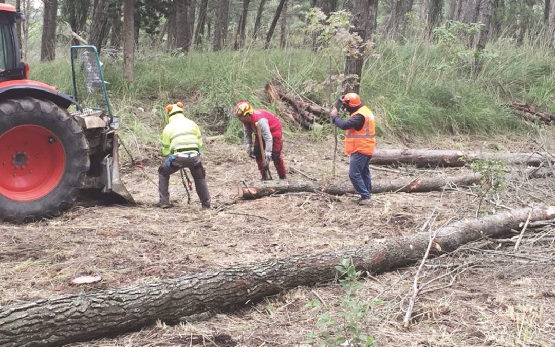 Operai forestali al lavoro