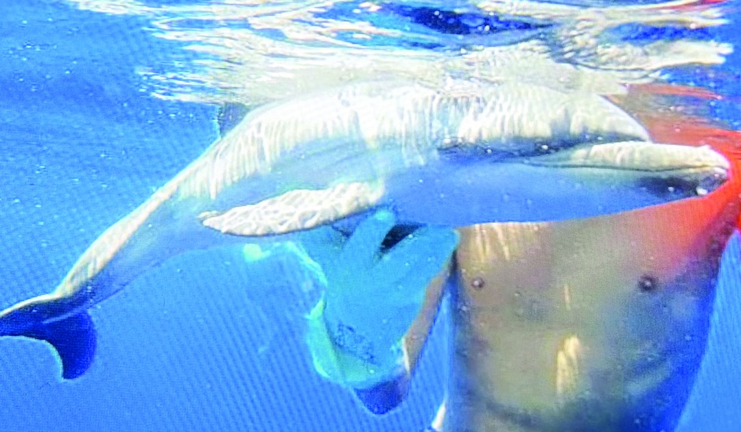 Il cucciolo di delfino salvato