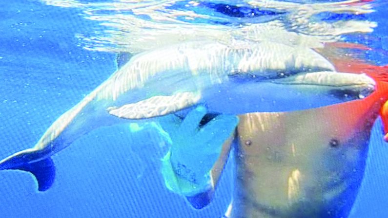 Palmi, salvato cucciolo di delfino in stato di sofferenza
