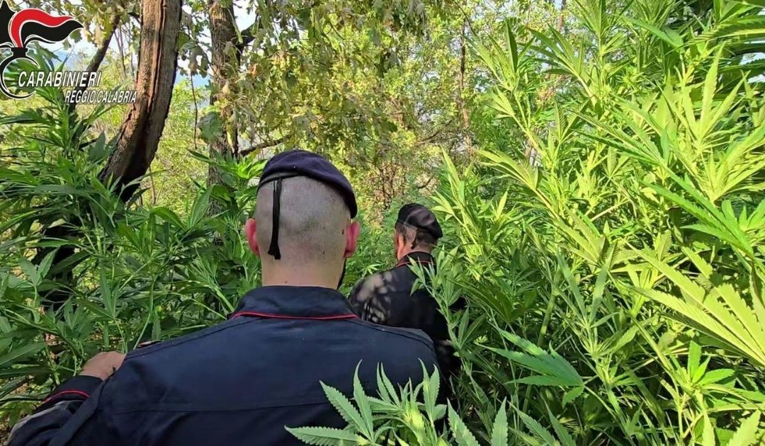 Carabinieri tra la piantagione
