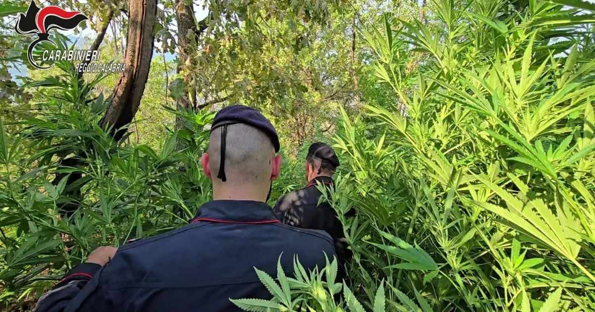 https://www.quotidianodelsud.it/wp-content/uploads/2026/08/piantagione-marijuana-rosarno.jpg