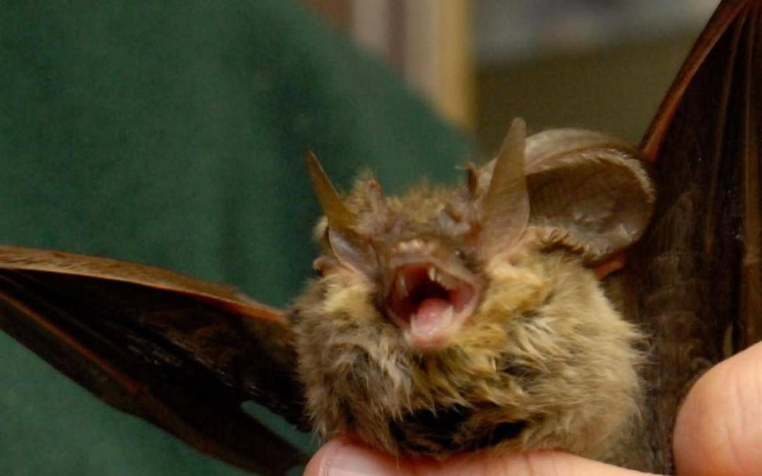 Donna si risveglia con un pipistrello in faccia: “Voleva infilarsi in bocca”