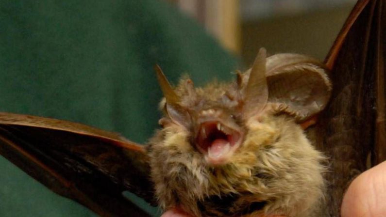 Donna si risveglia con un pipistrello in faccia: “Voleva infilarsi in bocca”