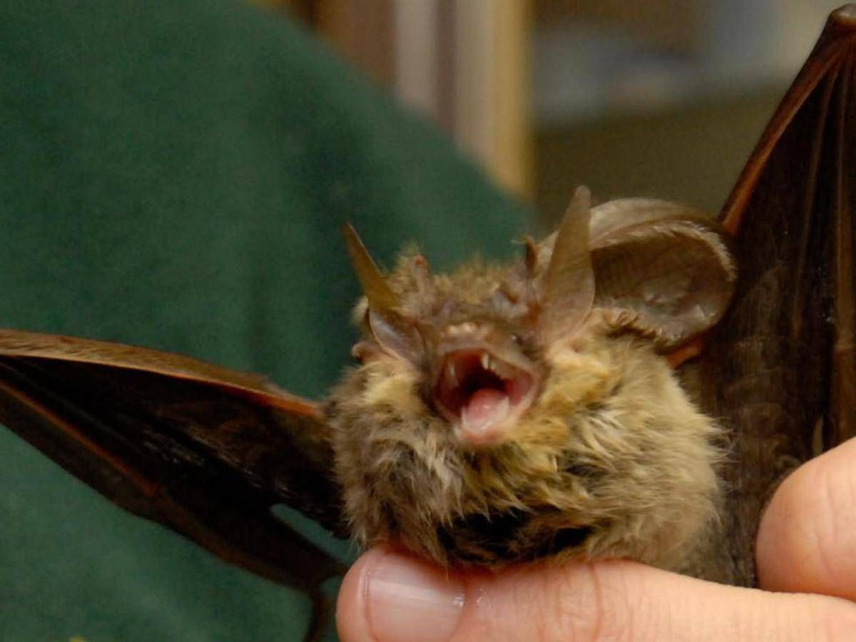 https://www.quotidianodelsud.it/wp-content/uploads/2026/08/pipistrello93-fg.jpeg