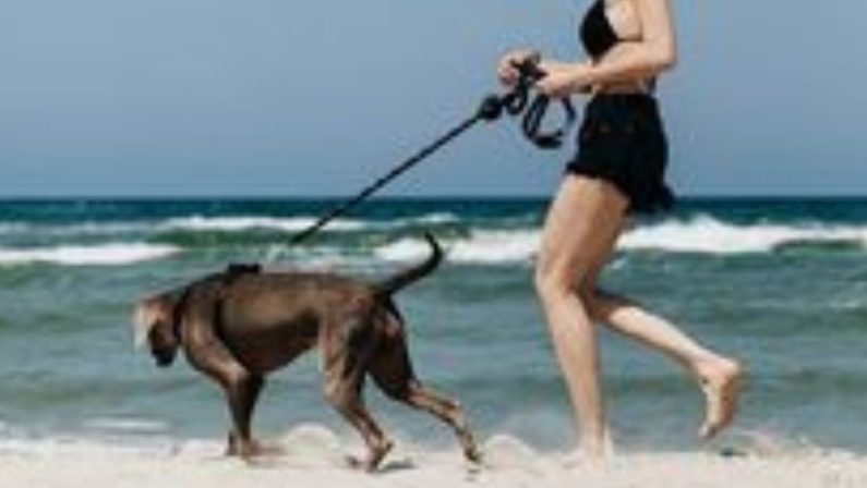 Vacanze pet friendly: Cosenza non abbandona gli amici animali