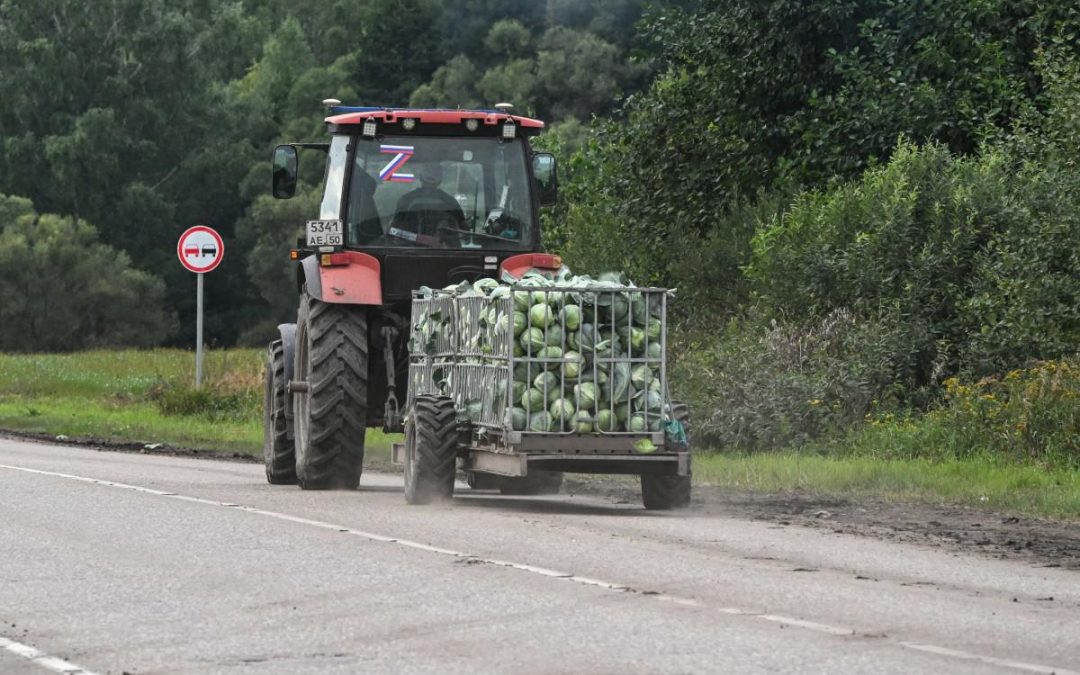 Formaldeide per mantenere freschi gli ortaggi, scoppia lo scandalo in Cina: avviate ispezioni in tutto il Paese