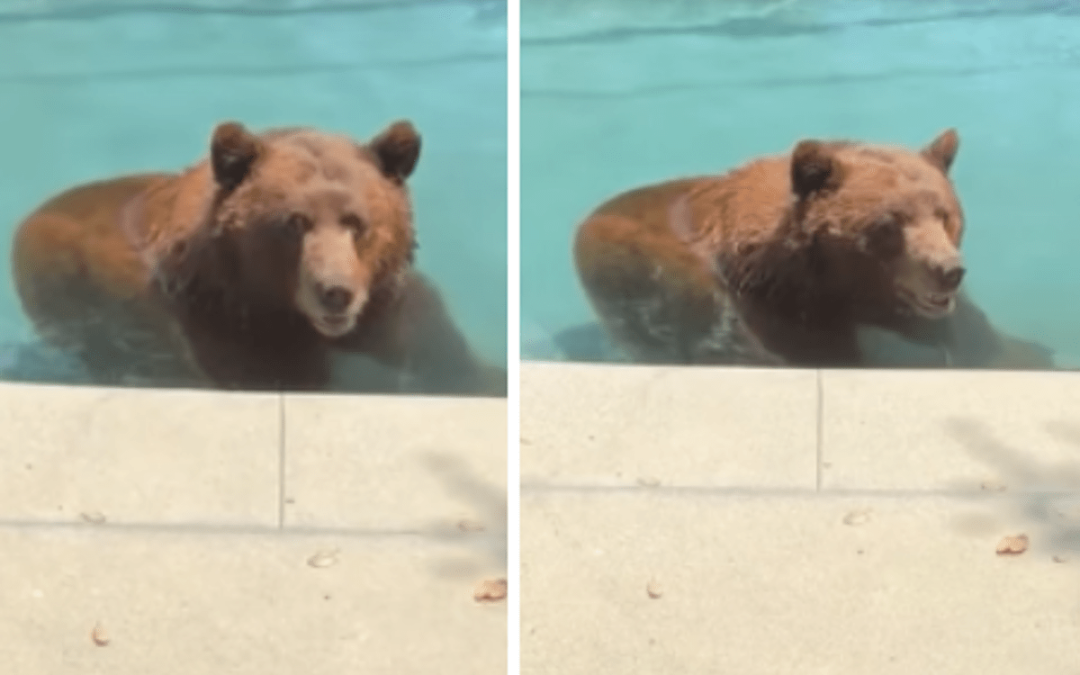 Orso si intrufola in un’abitazione privata per… un tuffo in piscina – Il video