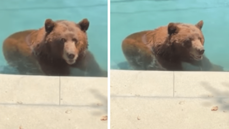 Orso si intrufola in un’abitazione privata per… un tuffo in piscina – Il video