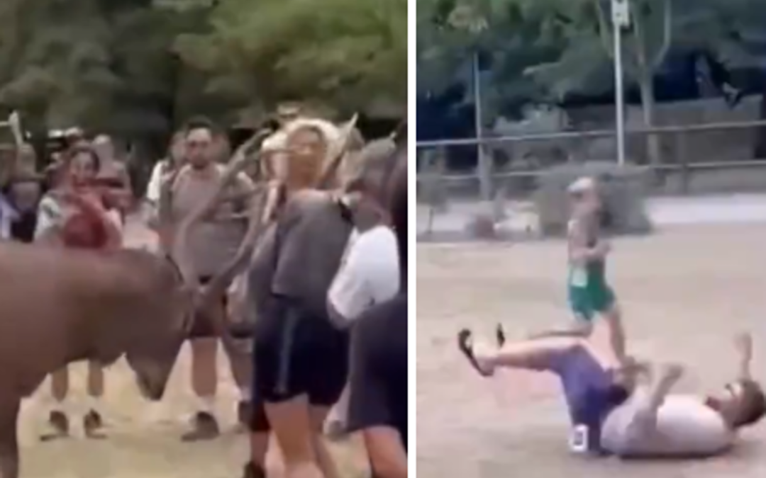 Prova a toccare un cervo e viene ‘caricato’: il video virale