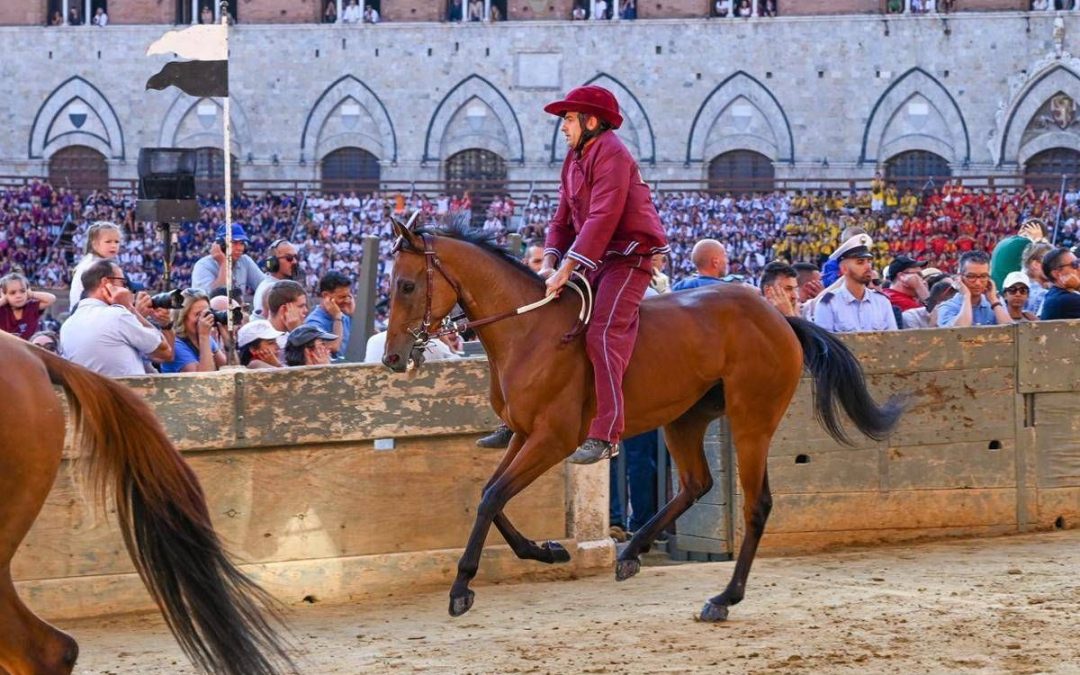 Palio Siena, la Contrada della Torre vince la quarta prova