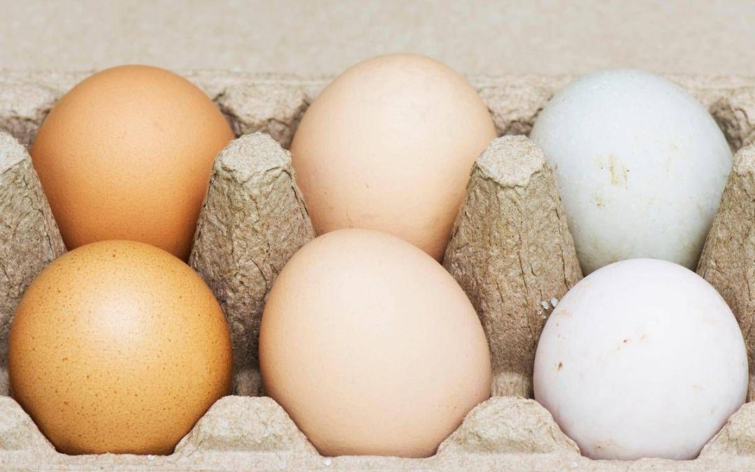 Uova bianche o marroni, quali sono migliori? Ecco cosa dice la scienza