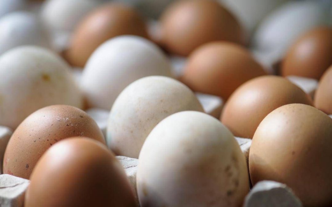 Epidemia di salmonella nel Regno Unito, 1 morto e oltre 200 casi: “Colpa delle uova importate”