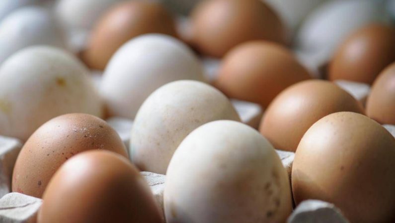 Epidemia di salmonella nel Regno Unito, 1 morto e oltre 200 casi: “Colpa delle uova importate”
