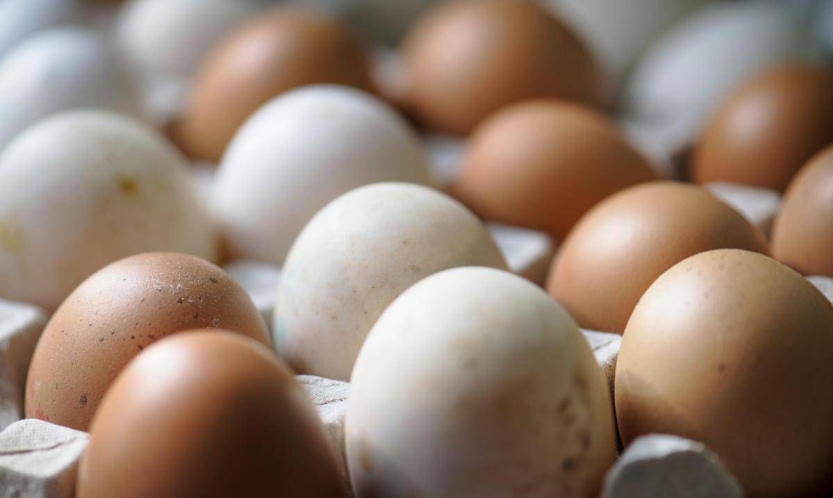 https://www.quotidianodelsud.it/wp-content/uploads/2026/08/uova-salmonella.jpeg