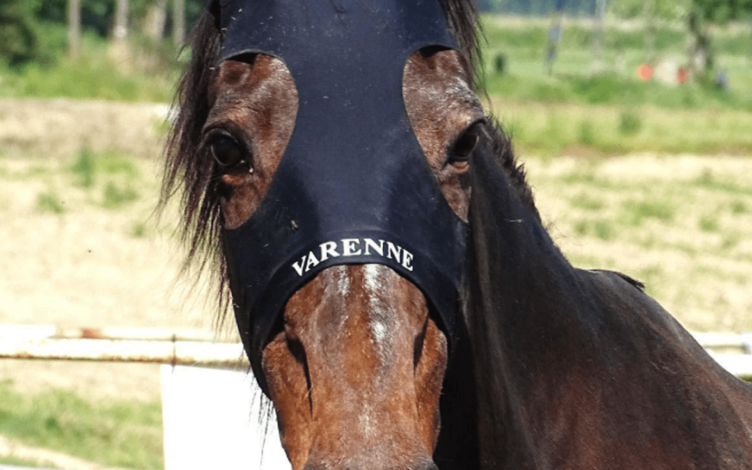 Morto Varenne, il più grande cavallo trottatore di tutti i tempi: aveva 31 anni