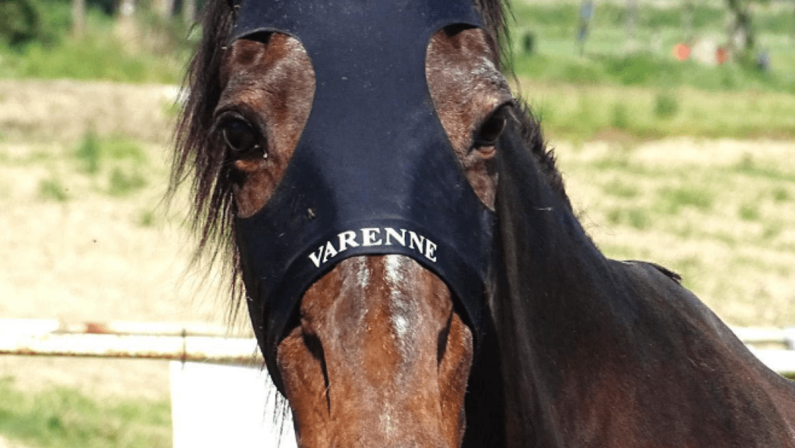 Morto Varenne, il più grande cavallo trottatore di tutti i tempi: aveva 31 anni