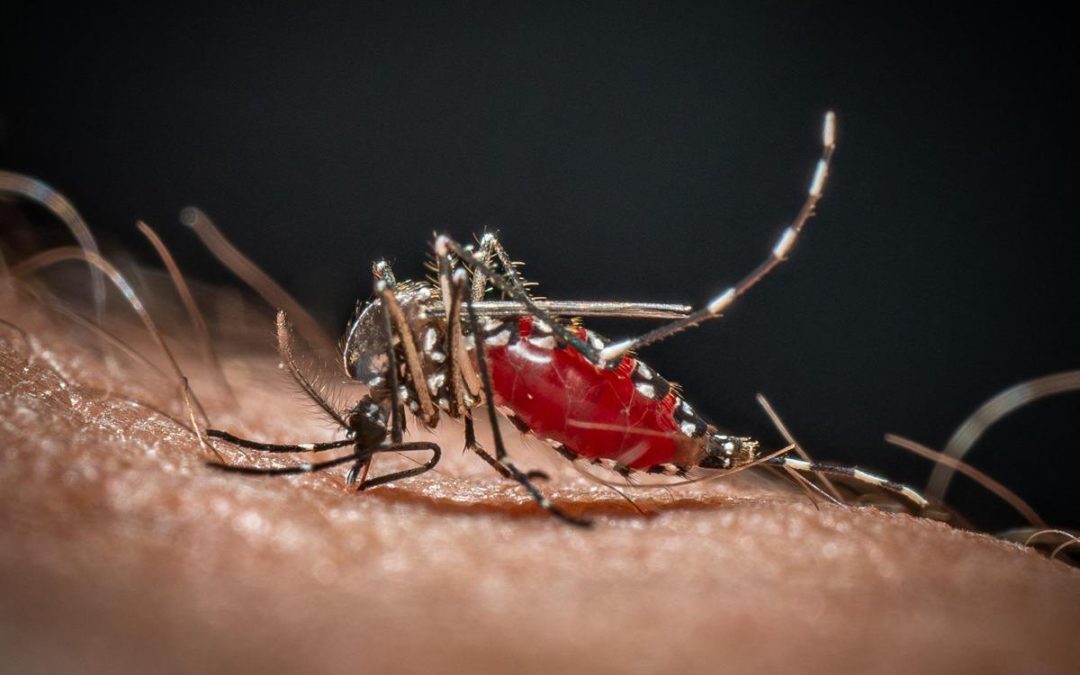 Cos’è la malaria, la ‘febbre palustre’ portata dalle zanzare che ora spaventa la Germania