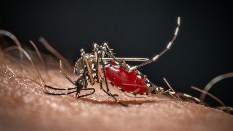 Cos’è la malaria, la ‘febbre palustre’ portata dalle zanzare che ora spaventa la Germania