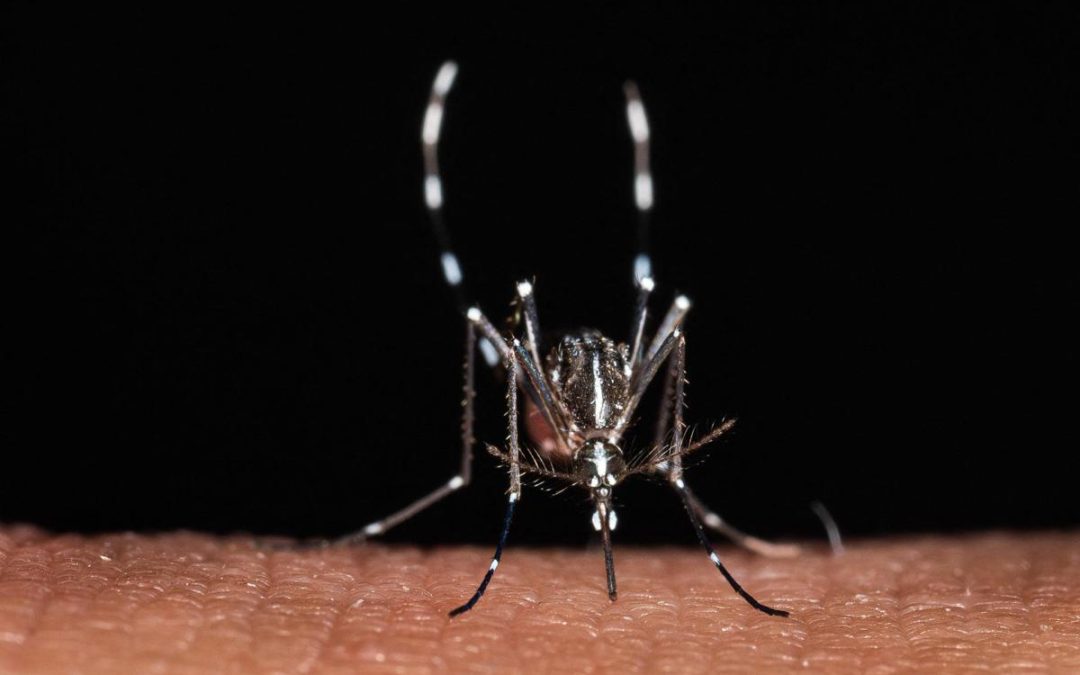 Zanzare, a scatenarle non è solo il caldo: un mix di fattori le ‘accende’