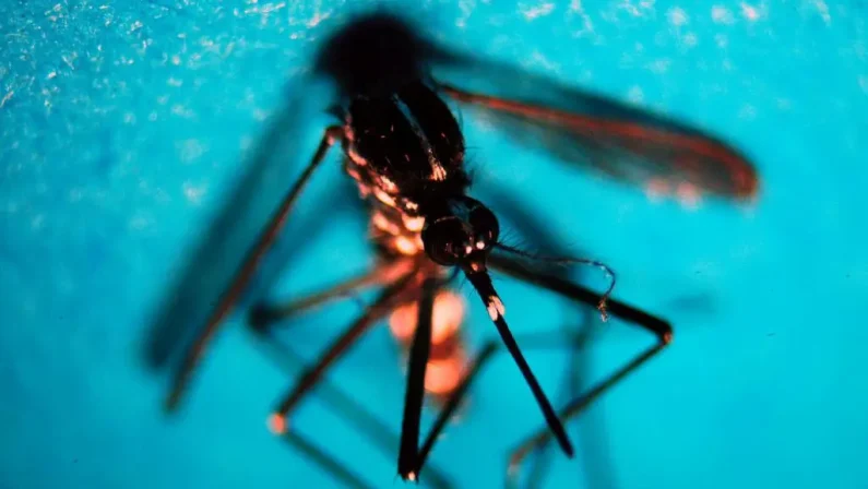Nei primi otto mesi del 2026 registrati in Italia 227 casi di Dengue, 521 i contagi di West Nile Virus da inizio sorveglianza