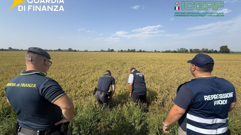 Pavia, maxi frode su riso biologico. Profitti illeciti per 10 milioni dl euro