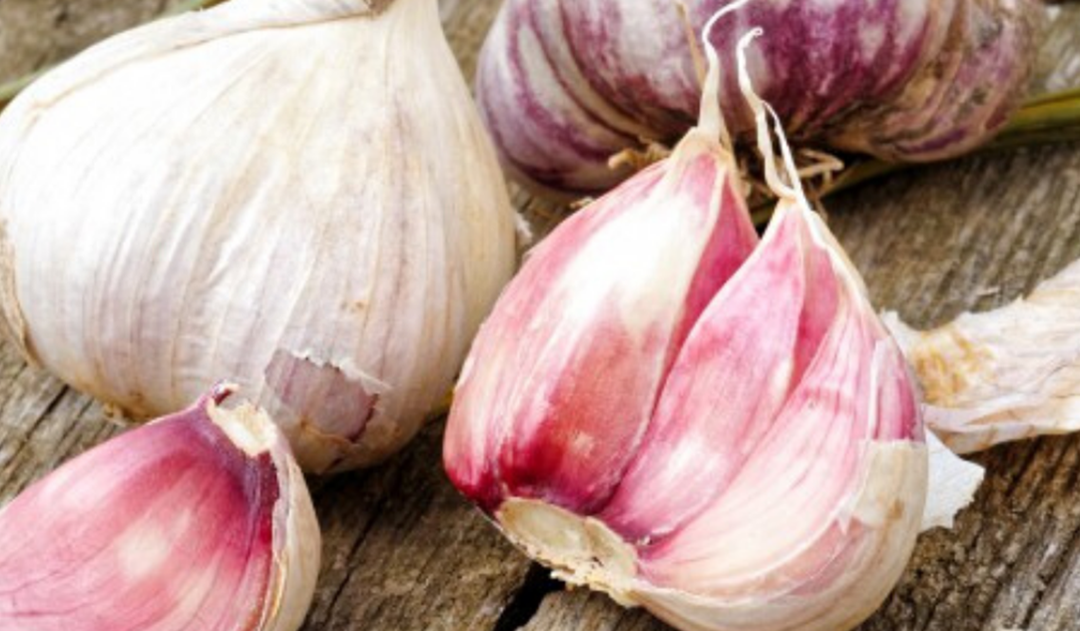 L'aglio rosa di Nicastro