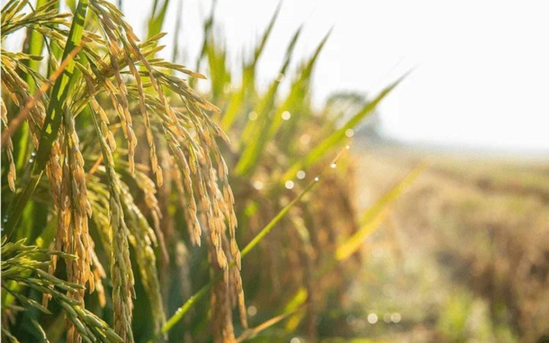 Confagricoltura: “Il futuro della terra passa dalle tecnologie, oggi precision farming al 10%”