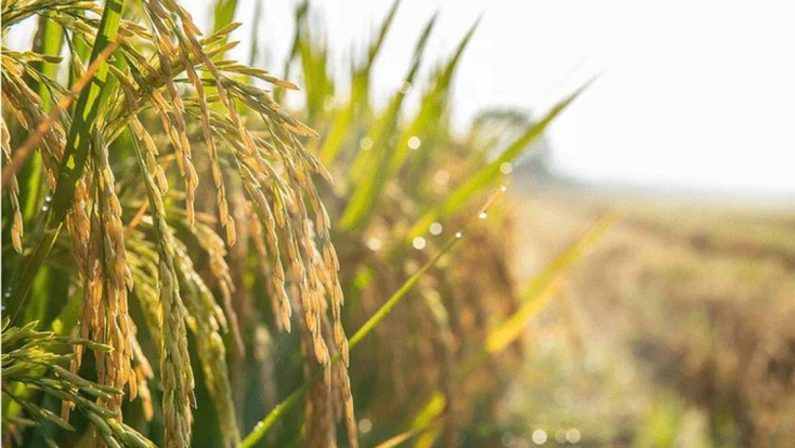 Agricoltura: Ismea, prorogato al 15 dicembre termine domande al Fondo Inail da 10 mln per trattori