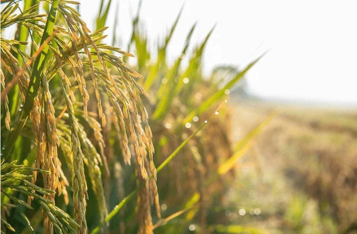 https://www.quotidianodelsud.it/wp-content/uploads/2026/09/agricoltura-adobe.jpeg