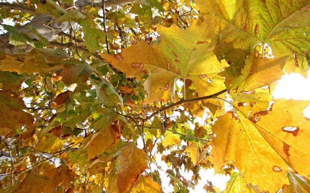 Equinozio di autunno 2026, quando arriva? L’estate ha le ore contate