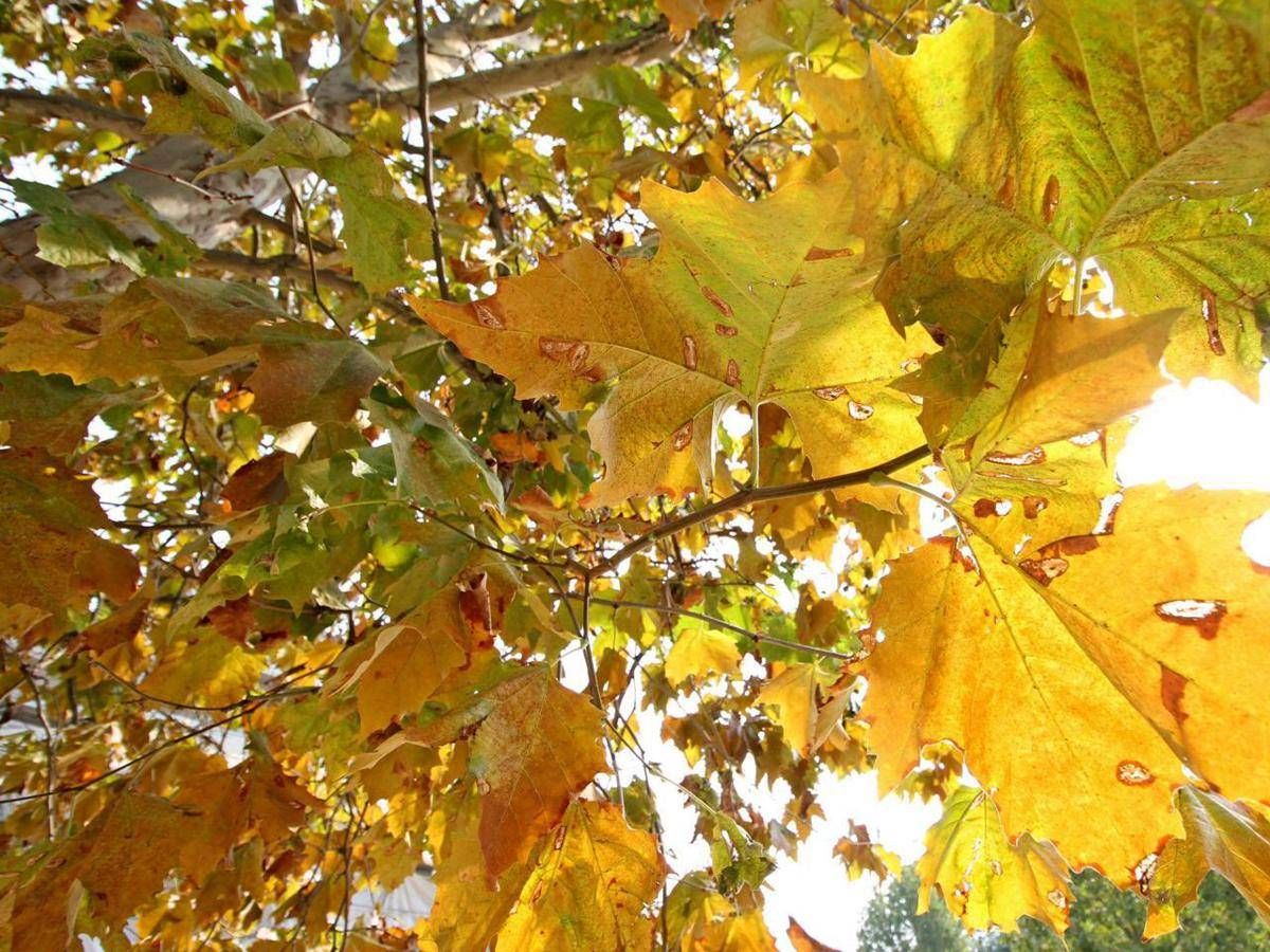 https://www.quotidianodelsud.it/wp-content/uploads/2026/09/autunno-fg-kccd-1280x960-produzione.jpeg