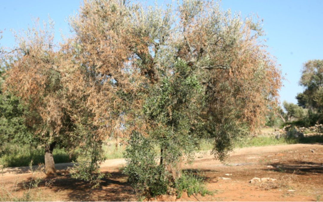 Calabria, eradicazioni e controlli. Il piano anti Xylella