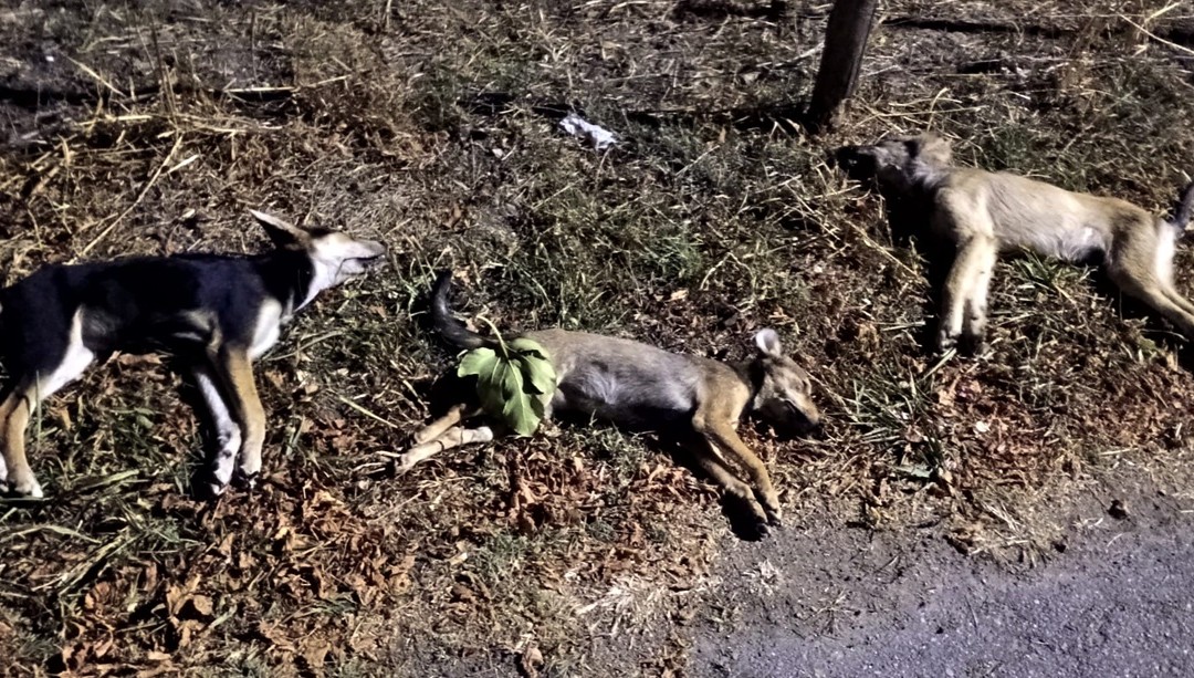 Alcuni dei cani uccisi a Steccato di Cutro